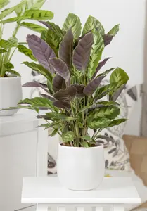 Calathea 'Greenstar' - P13 - image 4