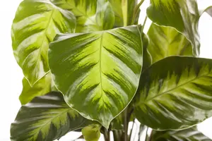 Calathea 'Greenstar'
