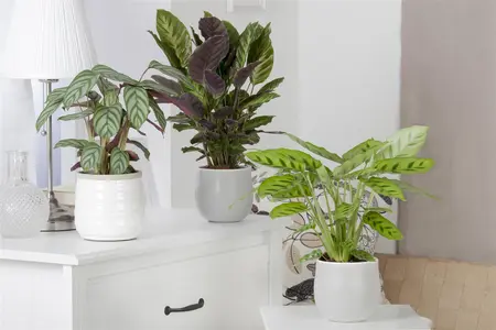 Calathea 'Greenstar' - P13 - image 3