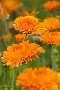 Calendula officinalis