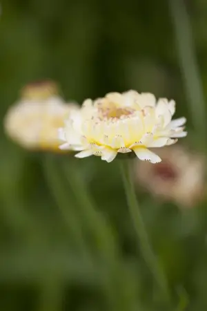 Calendula officinalis - P13 - image 3