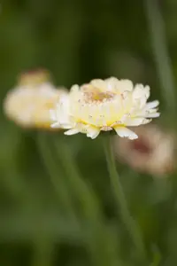 Calendula officinalis - P13 - image 3