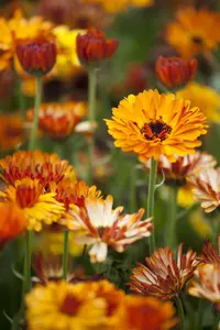 Calendula officinalis - P13 - image 4