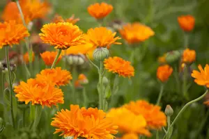 Calendula officinalis - P13 - image 2