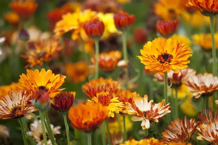 Calendula officinalis - P13 - image 5