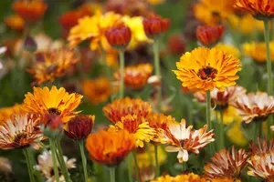 Calendula officinalis - P13 - image 5