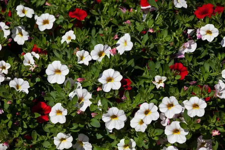 CALIBRACHOA 6*9cm - image 4