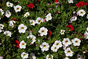 CALIBRACHOA 6*9cm - image 4