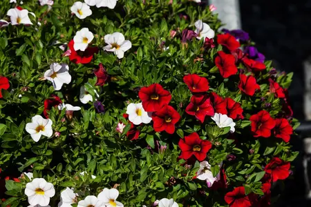 CALIBRACHOA DOUBLE 10cm 15s - image 5