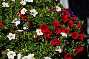 CALIBRACHOA DOUBLE 10cm 15s - image 5