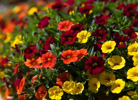 CALIBRACHOA 6*9cm - image 1