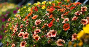 CALIBRACHOA 6*9cm - image 3