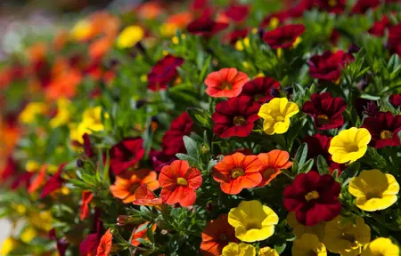 CALIBRACHOA 6*9cm - image 2