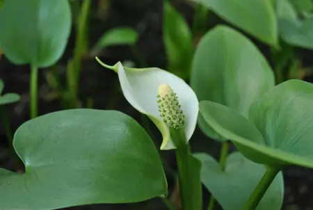 Calla palustris - P9 - image 1