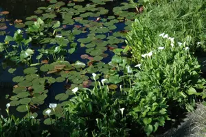 Calla palustris - P9 - image 2