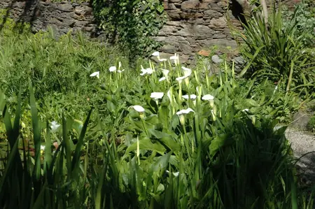 Calla palustris - P9 - image 4