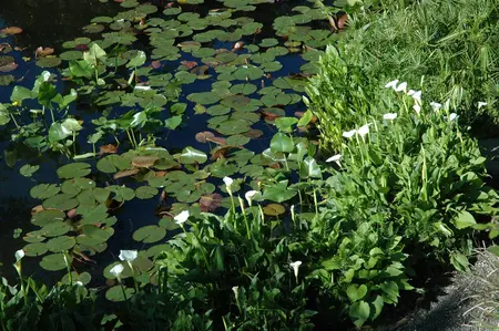 Calla palustris - 17 cm aquatic basket - image 2