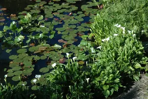 Calla palustris - 17 cm aquatic basket - image 2