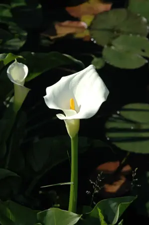 Calla palustris - P9 - image 3