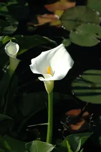Calla palustris - P9 - image 3