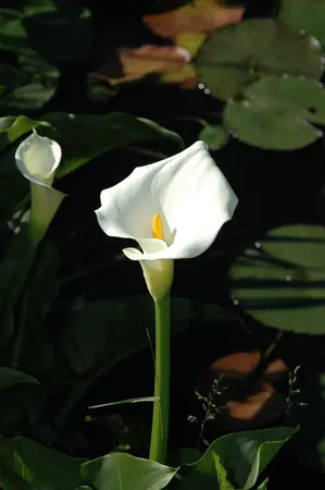 Calla palustris - 17 cm aquatic basket - image 3