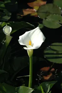 Calla palustris - 17 cm aquatic basket - image 3