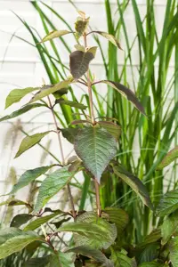 Callicarpa bod. 'Profusion' - 60-80 CM C5 - image 5