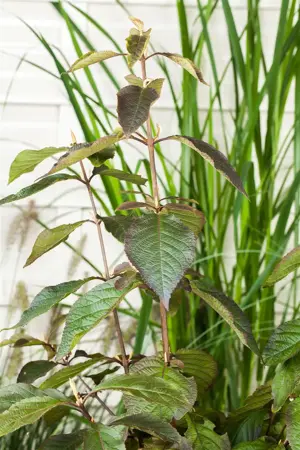 Callicarpa bod. 'Profusion' - SOLITAIR 150-175 CM RB - image 5