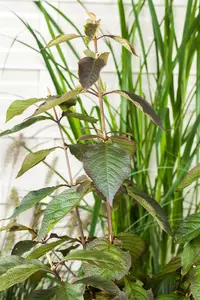 Callicarpa bod. 'Profusion' - SOLITAIR 200-250 CM C45 - image 5