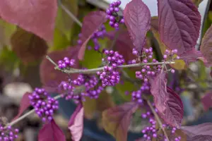 Callicarpa bod. 'Profusion'
