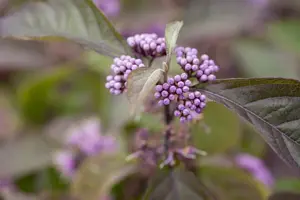 Callicarpa bod. 'Profusion' - 60-80 CM C6.5 - image 3