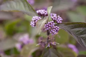 Callicarpa bod. 'Profusion' - SOLITAIR 150-175 CM C35 - image 3