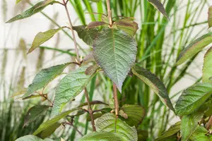 Callicarpa bod. 'Profusion' - 40-60 CM C2.5 - image 4