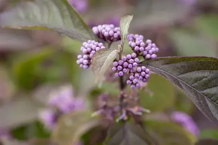 Callicarpa bod. 'Profusion' - SOLITAIR 200-250 CM C45 - image 3