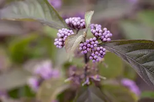 Callicarpa bod. 'Profusion' - MULTISTEM 200-250 CM C35 - image 3