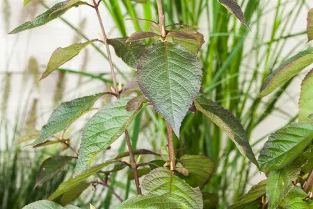 Callicarpa bod. 'Profusion' - MULTISTEM 200-250 CM C35 - image 4