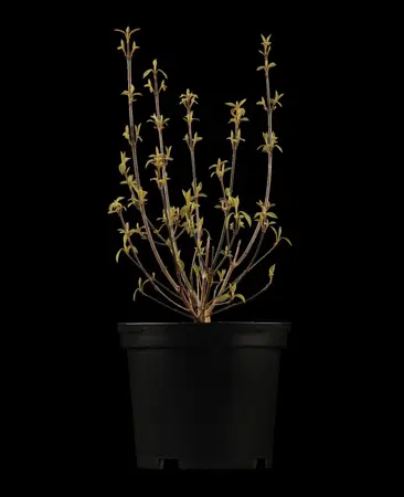 Callicarpa bodinieri - 80 CM STEM C10 - image 1