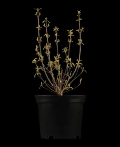 Callicarpa bodinieri - 80 CM STEM C10 - image 4