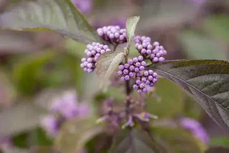 Callicarpa bodinieri - 20-25 CM C2 - image 4