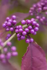 Callicarpa dichotoma 'Issai'