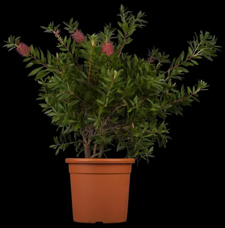 Callistemon citrinus 'Splendens' - 3 Ltr pot