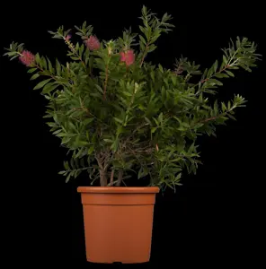 Callistemon citrinus 'Splendens'