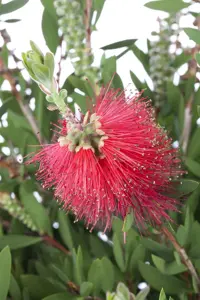 Callistemon laevis