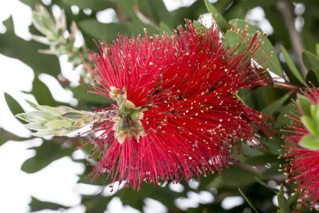 Callistemon laevis - 60-80 CM C3 - image 3