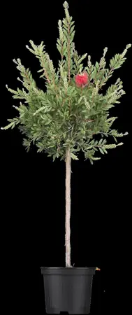 Callistemon laevis - 60-80 CM C3 - image 2