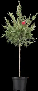 Callistemon laevis - 60-80 CM C3 - image 2