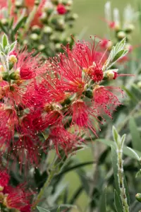 Callistemon masotti - 3 Ltr pot - image 4