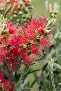 Callistemon masotti - P9 - image 3