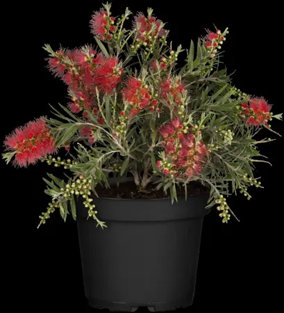 Callistemon masotti - 3 Ltr pot - image 1