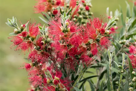 Callistemon masotti - 3 Ltr pot - image 2